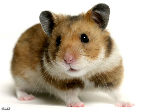 Pete the hamster