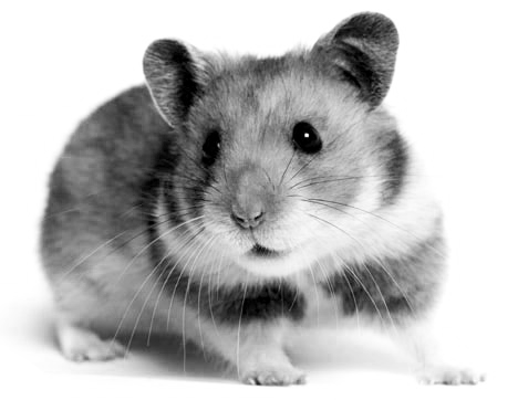 Pete the hamster
